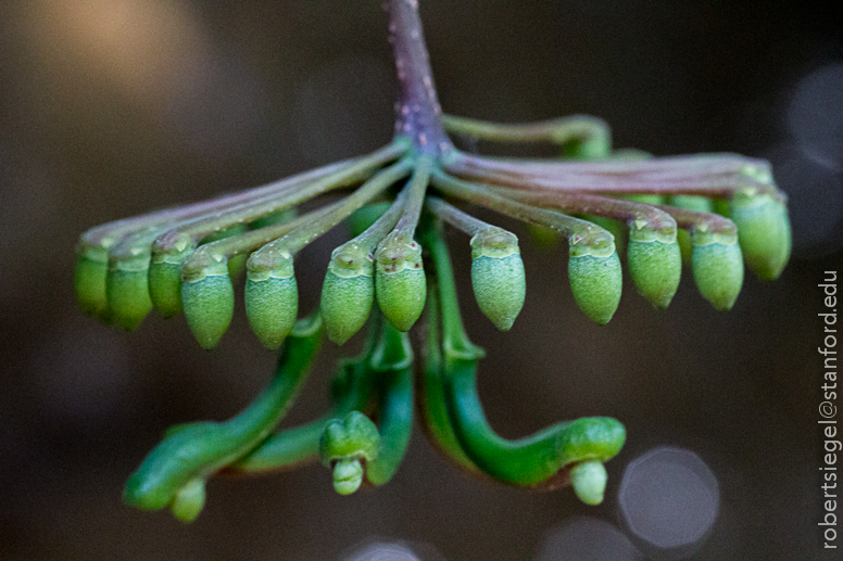 passiflora